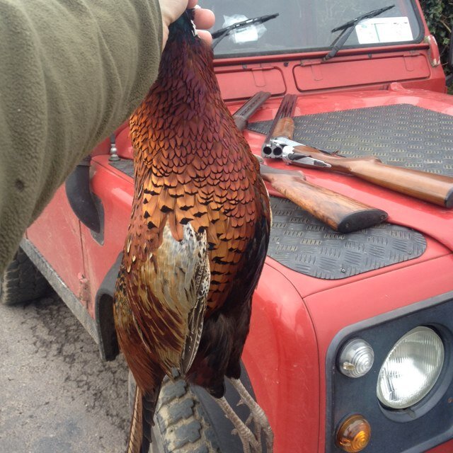 Pheasant enemy number 1.
