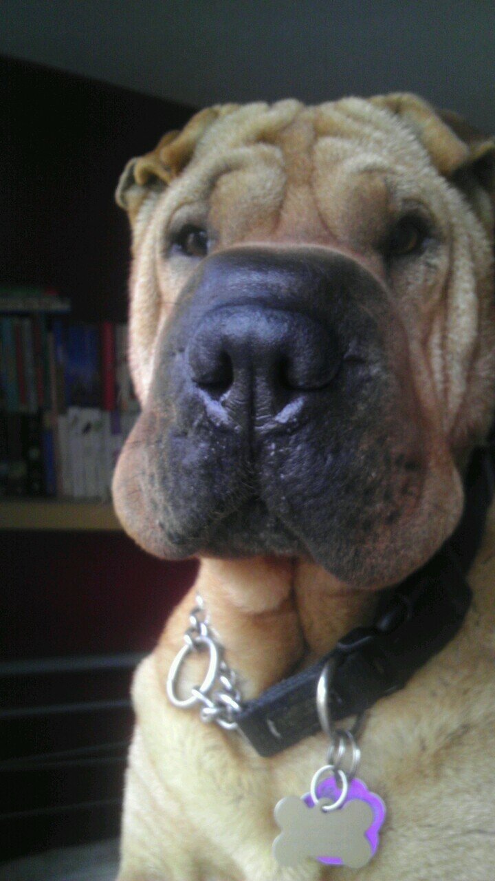 Seven year old shar pei that loves sleeping, chicken, sleeping, soft toys, sleeping and slobbering on humans