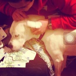 Zmajovich's profile picture. 