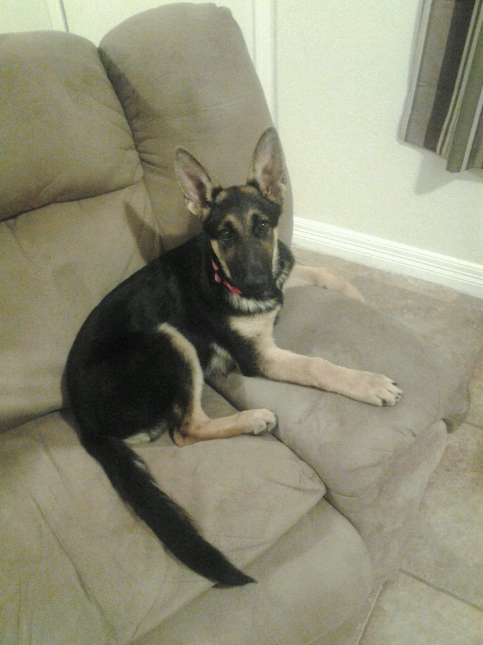 dalopez9514's profile picture. 