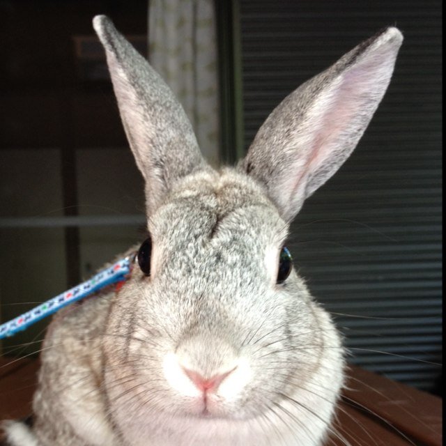 usagijijy Profile Picture