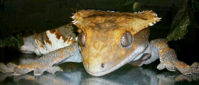Geckos, Metal sculpture, Nature photography, Art, Creativity #Reptiles #Crested geckos #Uroplatus
