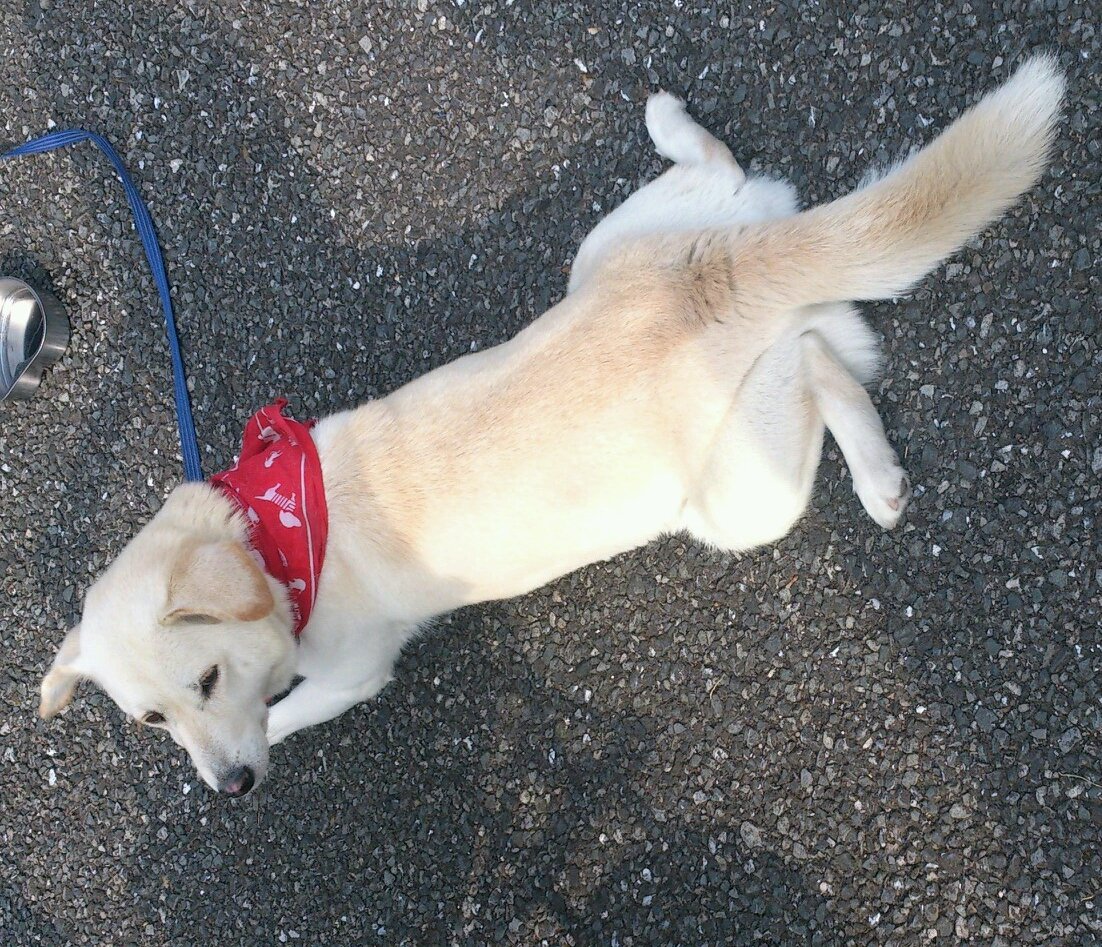 codef19's profile picture. 大学1年♂