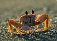 fiddlercrabs_'s profile picture. Hi, I like bands, food, and fiddler crabs. Follow me I give advice and followback
