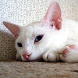 kazu3n's profile picture. DraftWriter 📝 Structured outliner for Mac 個人開発者 Valheim 猫