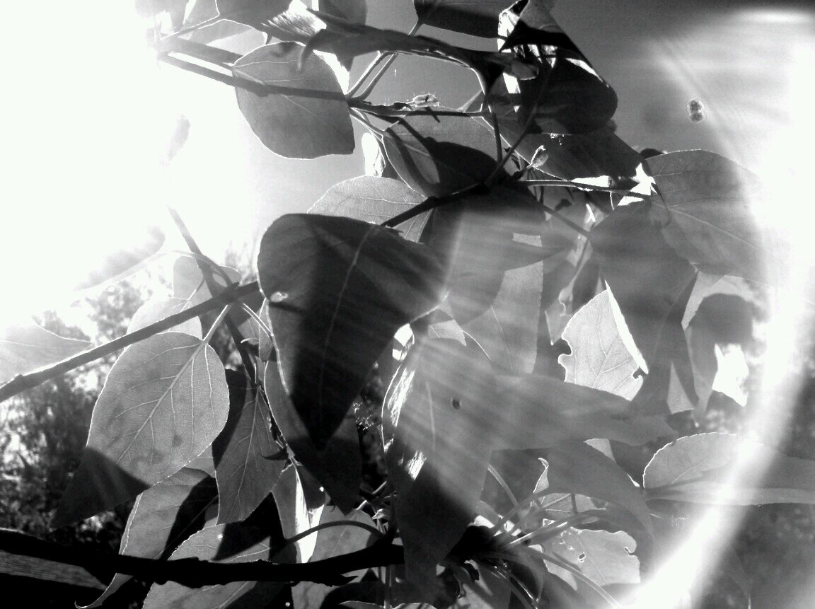 Flowereagle70's profile picture. In each moment of my passion and joy I become the universe and all.