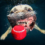 CreativeTweetin's profile picture. Trickshooterrr . The name's Calvin . Former: DMG . ANML . Just . Dgit .                          F/A