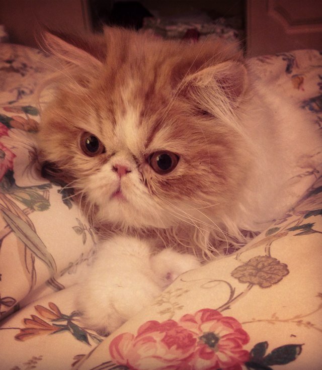 Hi i am Archie, i am a male 1 year old bi colour persian with a huge character!! i am also on facebook http://t.co/CTFH67zm4Y