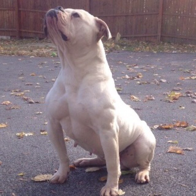 I KEEP IT BULLY! No bullshit! I'm on here for  the bullies! If you want to know what I do just google LABTK or go to the site, FB, IG, almost anywhere! Thanks!