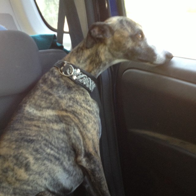 AntoniaZorat's profile picture. Equine vet - Turin, Italy