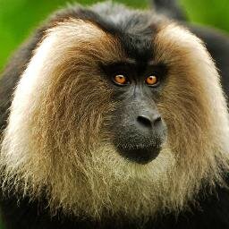 MediaFalsity's profile picture. 