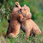 Save Indian Lions is an initiative to encourage and create awareness about the Indian Lions at its extinction. Only 500 are left.