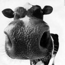 Fan d'élevage et d'agriculture. / Mes Meuh n'engagent que moi.