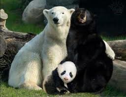 Team des Pandas de la Nuit de l'Info 2013 ! Le développement à l'état naturel.