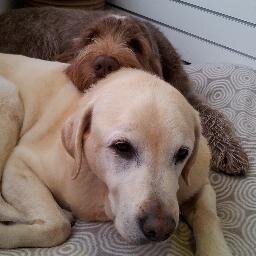 Dedicated and trustworthy Veterinary Surgery located in the Teddington area.
