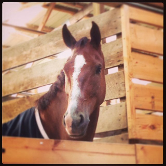 Canadian Dressage Rider