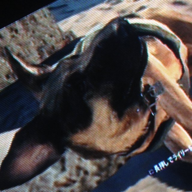 COD_Kyoken's profile picture. 初めてまして！Kyo犬です！ 『CALL OF DUTY GHOSTS』専用アカウントです！本アカは@kyo39eです！ 一緒にghostsやりたい方フォローお願いします！弱いですがよろしくお願いします！ VCあり！暇さえあれば…
ps3アカウントはDMで送ります！