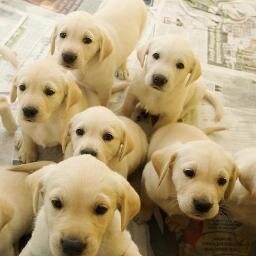 Amante de los animales. De ellos es de los que más aprendo.
