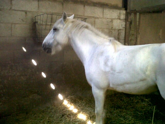 Horse Rider αt Brooklands Farm αlso A Big Fan Of Example ♡R.I.P Poppy Missing You Little Dude♡Rosie♡Smurphy♡Dally♡ I.L.C.M.