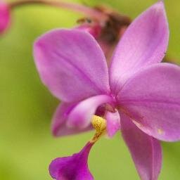 villasinlanka's profile picture. Holiday Villas in Sri Lanka