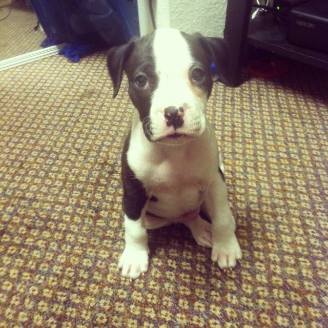 Charles the Pi Kapp pup. AKA chuck da pup. proud pup of yimmyboy.