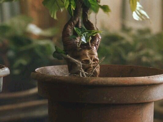 Mandrágora productora de marihuana.Bonsai a tiempo parcial de Carmen de Mairena.¿No me riegas?¡PUES TE GRITO AL OIDO!