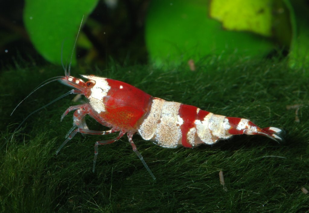 アクアリウムマニアでございます(ﾉﾟ∀ﾟ)ﾉ
メインは水草。
ネイチャーアクアリウム
テラリウム/古代魚/水草/エビ/メダカ/