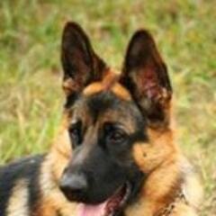 Soy aficionado a los perros especialmente a los pastor belga malinois ,tervueren, holandes, laekenois ,tambien los pastor aleman, fila brasileiro y doberman.
