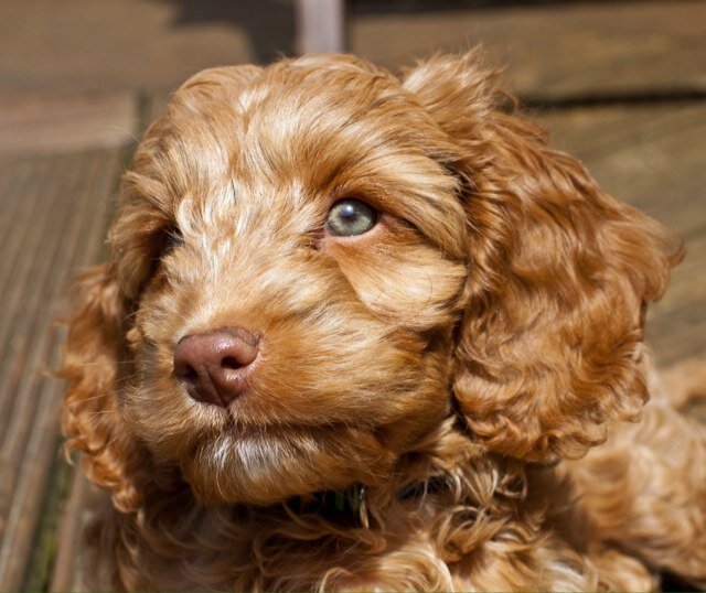 BCockapoos's profile picture. 