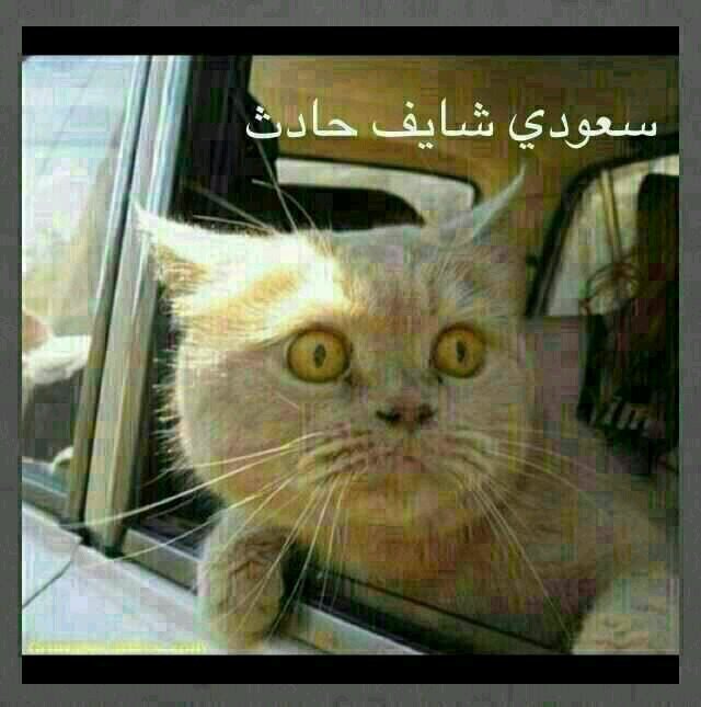 عاااااااااجل
 مـن أراد إزالـة المـلـل والـطفـش والإكـتـئـاب فعليه متابعة هـذا الحساب وبالواتـس هذا (00966536216544)
                    يمني وافتخر..