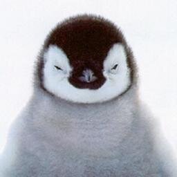 Bringin' the pengs to the people.