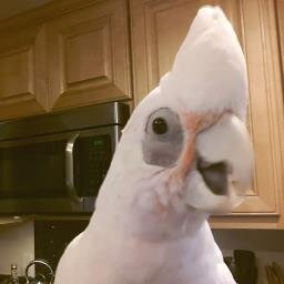 BMcBirdy's profile picture. fully flighted fine feathered friend.