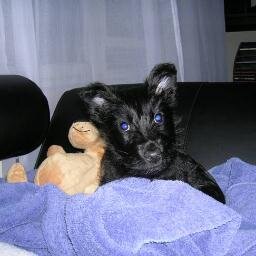 Proud Scottie and animal rights activist (naturally). Trying to make this world a better place for my animal friends one tweet at a time.
