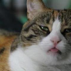 meow meow meow meow meow, mew meow meow