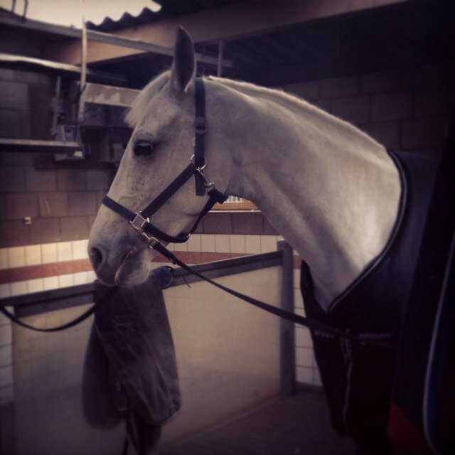 winnaar indoor brabant 2012 - nederlandskampioen 2012  - brabantskampioen 2012   met kohvie brabantskampioen 2010 met kadanza ♥ Won the grand prix indoor delft