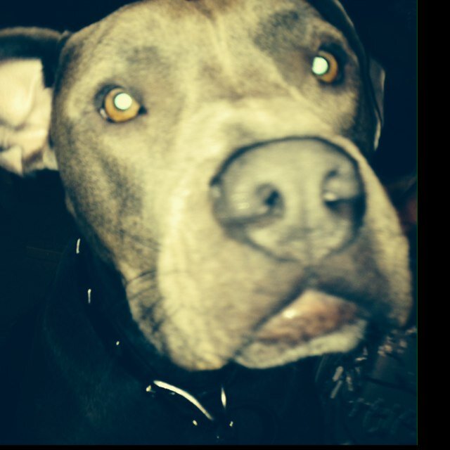 Strangles81's profile picture. 