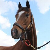 Equi-Ping (@equi_ping) 's Twitter Profile
