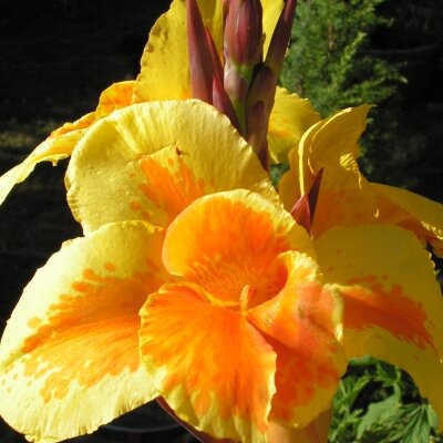 Organic vegetable gardener, herbalist, and permaculture enthusiast, loves nature and good homegrown slow food, dedicated to protect our beautiful planet.