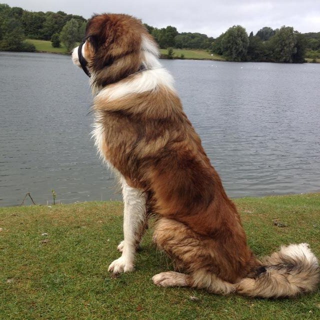 I'm the little brother of @Ianto_Dog but im bigger and braver and handsomer!