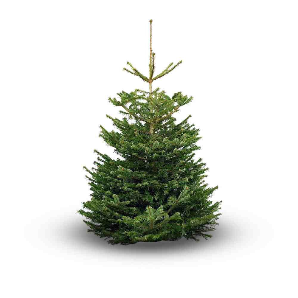Christmas Trees at Curley's Fishery      -      Horwich BL6 6PP    -    Free Local Delivery - Open Till Late, 7 Days