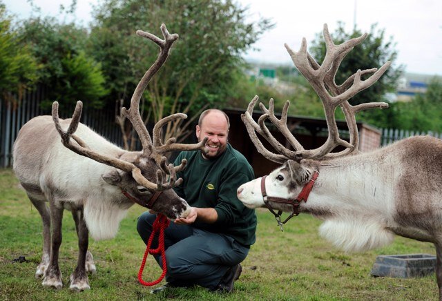 rentareindeer's profile picture. The largest breeding reindeer herd in the north of england. Available for christmas events, weddings, parades, tv, film and photography work throughout the uk.