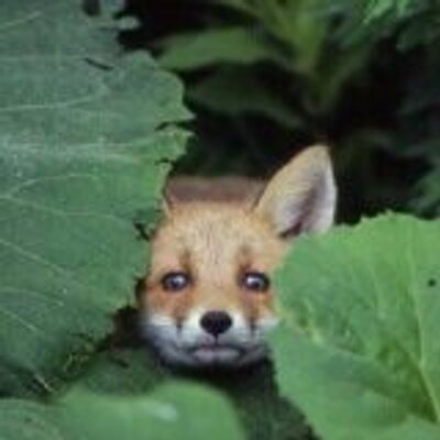 きたきつねページになります＊ EEJOKzwU8AA_loz.jpg:large