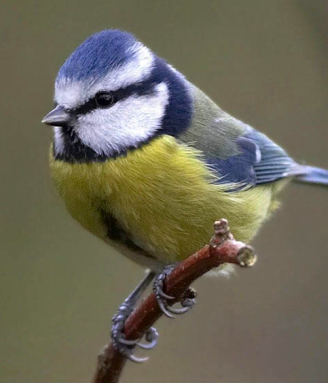 British Bird that flew to America!