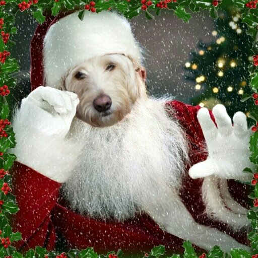 Join da Santa Paws Xmas Club & wish a merry Xmas to your Fur Friends. Tell us your Xmas wish! We iz celebratin Xmas, @Lola_Doodle #SantaPawsXmas