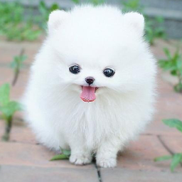 癒しの動物 Iyasi Animal Twitter 癒しの動物 Iyasi Animal Twitter