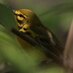 David Weber (@weberbirding) Twitter profile photo David Weber (@weberbirding) Twitter profile photo