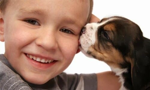 Pets leash&collar wholesale supply