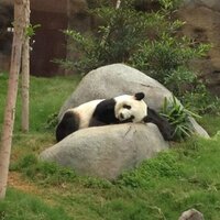 Martin Marcelo (@panda_is_sleepy) 's Twitter Profile