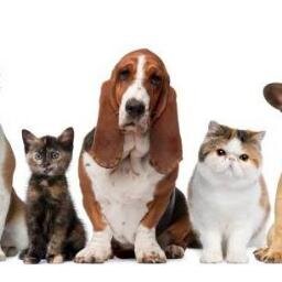 Here at Kingston Vets we pride ourselves with the dedication and the care we give both you and your much loved family pet.
