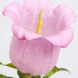 Bloemen en planten maken het leven mooier! Elk seizoen heeft z'n specifieke bloemen. Allerlei kleuren en geuren. Voor elke gelegenheid een bloemetje!